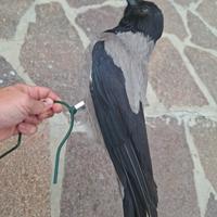 stampo vedetta cornacchia caccia