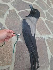 stampo vedetta cornacchia caccia