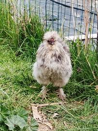 Gallo Moroseta grigio