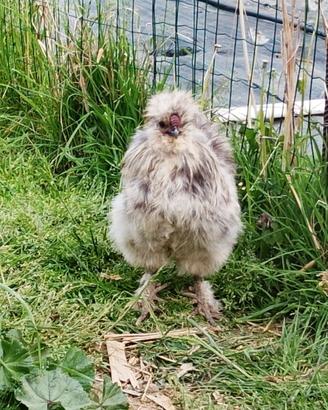 Gallo Moroseta grigio