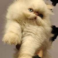 Splendida cucciola persiana red tabby point