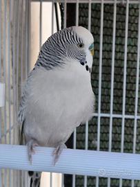 Cocorita Maschio