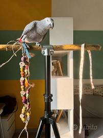 Trespolo Professionale per Ara, Cenerini, similari