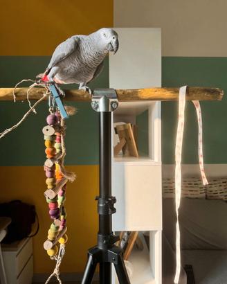 Trespolo Professionale per Ara, Cenerini, similari