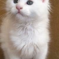 Cucciolo di Maine Coon