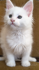 Cucciolo di Maine Coon