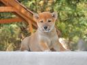 shiba-inu-maschio-rosso-di-2-mesi