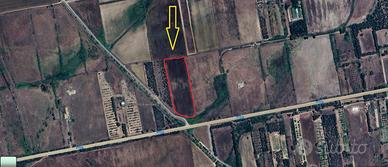 Terreno irriguo a San Gavino - 16.000 mq