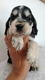 Cocker spaniel inglese pedigree tricolore