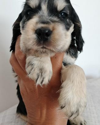 Cocker spaniel inglese pedigree tricolore
