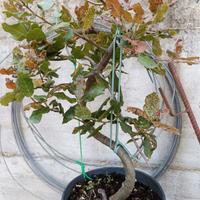 Bonsai prebonsai Leccio