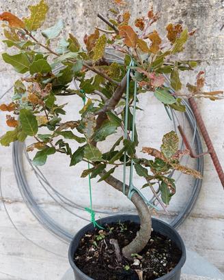 Bonsai prebonsai Leccio