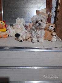 Maltese mini toy