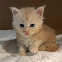 Maine coon cuccioli