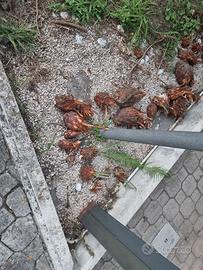 Civas Piante