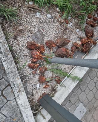 Civas Piante