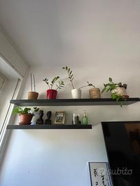 Shelves