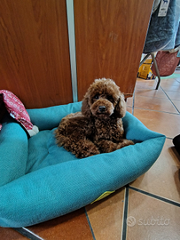 Barboncino Red con Peedegre Enci