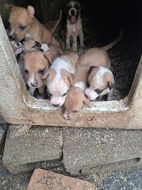 Cuccioli di futura taglia medio/grande