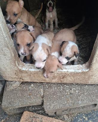 Cuccioli di futura taglia medio/grande