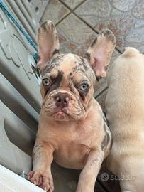 Bulldog francese esotico