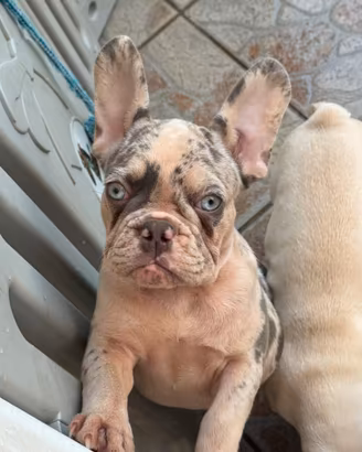 Bulldog francese esotico