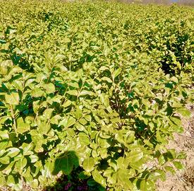 Piante da siepe Lauro Rotundifoglia 150cm