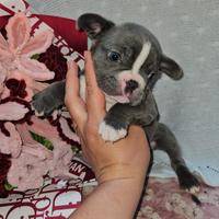 Bulldog Francese
