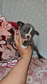Bulldog Francese