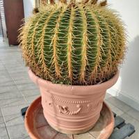 Kroenleinia grusonii - Cuscino della Suocera