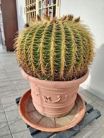 Kroenleinia grusonii - Cuscino della Suocera