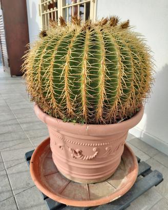Kroenleinia grusonii - Cuscino della Suocera