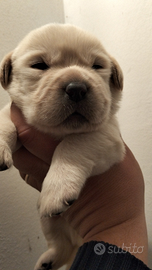 Cuccioli di labrador retriever