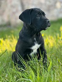 Cuccioli cane corso pedigree