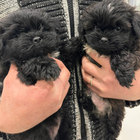 Cuccioli shitzu maschi