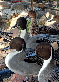 Anatre ornamentali