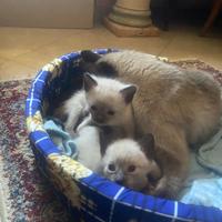 Cuccioli di siamese thai
