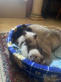 Cuccioli di siamese thai