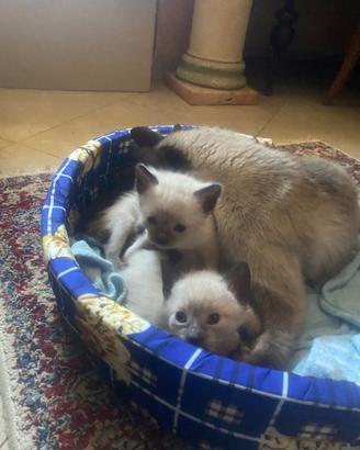 Cuccioli di siamese thai