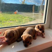 Cuccioli Pincher Toy