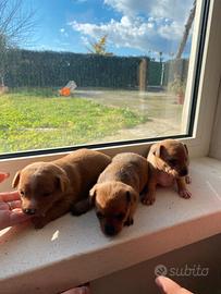 Cuccioli Pincher Toy