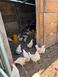 Galline