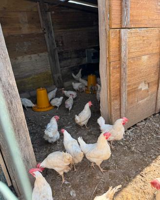 Galline