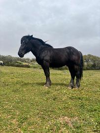 Cavallo intero di anni 5