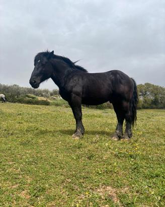 Cavallo intero di anni 5