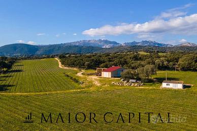 Berchidda | Azienda vitivinicola