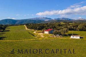 Berchidda | Azienda vitivinicola