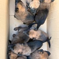 Cuccioli Pastore belga malinois