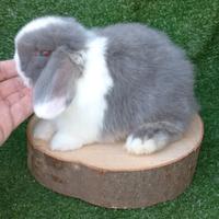 Conigli varie colorazioni razza ariete minilop