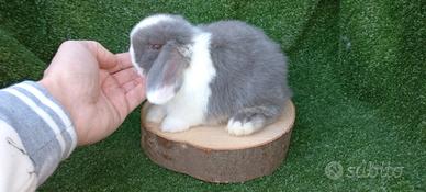 Conigli varie colorazioni razza ariete minilop